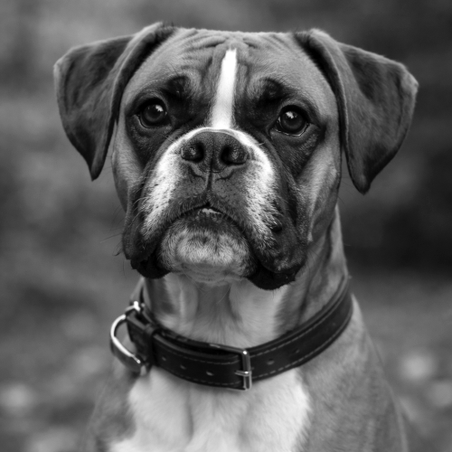 boxer-rjfxqrv2q0kbn1ypr5fomv4zqo1o35l8e8nwqyx9jc